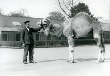 Un dromadaire ou chameau arabe avec le gardien W. Styles au zoo de Londres en 1923